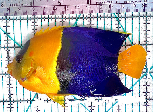 Bicolor Angelfish BA050601 WYSIWYG Size: XL 5" approx