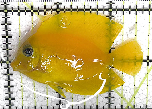 Yellow Mimic Tang YMT033103 WYSIWYG Size: S 2.5" approx