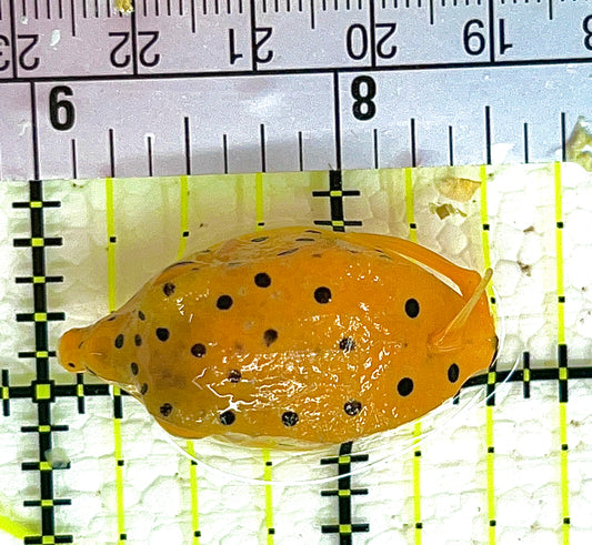 Yellow Boxfish YB042801 WYSIWYG Size: S 1.5" approx