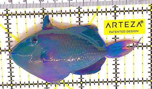 Niger Triggerfish NT033102 WYSIWYG Size: ML 3.75" approx