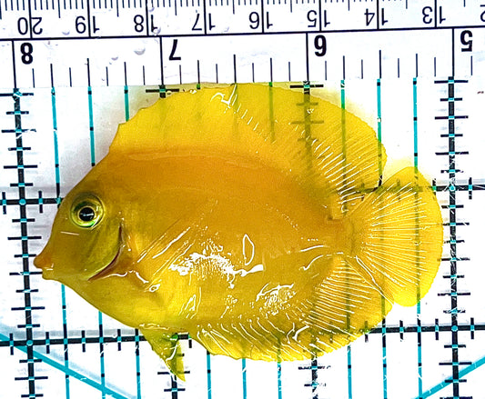 Yellow Mimic Tang YMT051201 WYSIWYG Size: M 3" approx