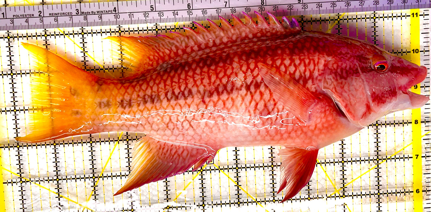 Mexican Hogfish MH013101 WYSIWYG Size: XXXL 11" approx
