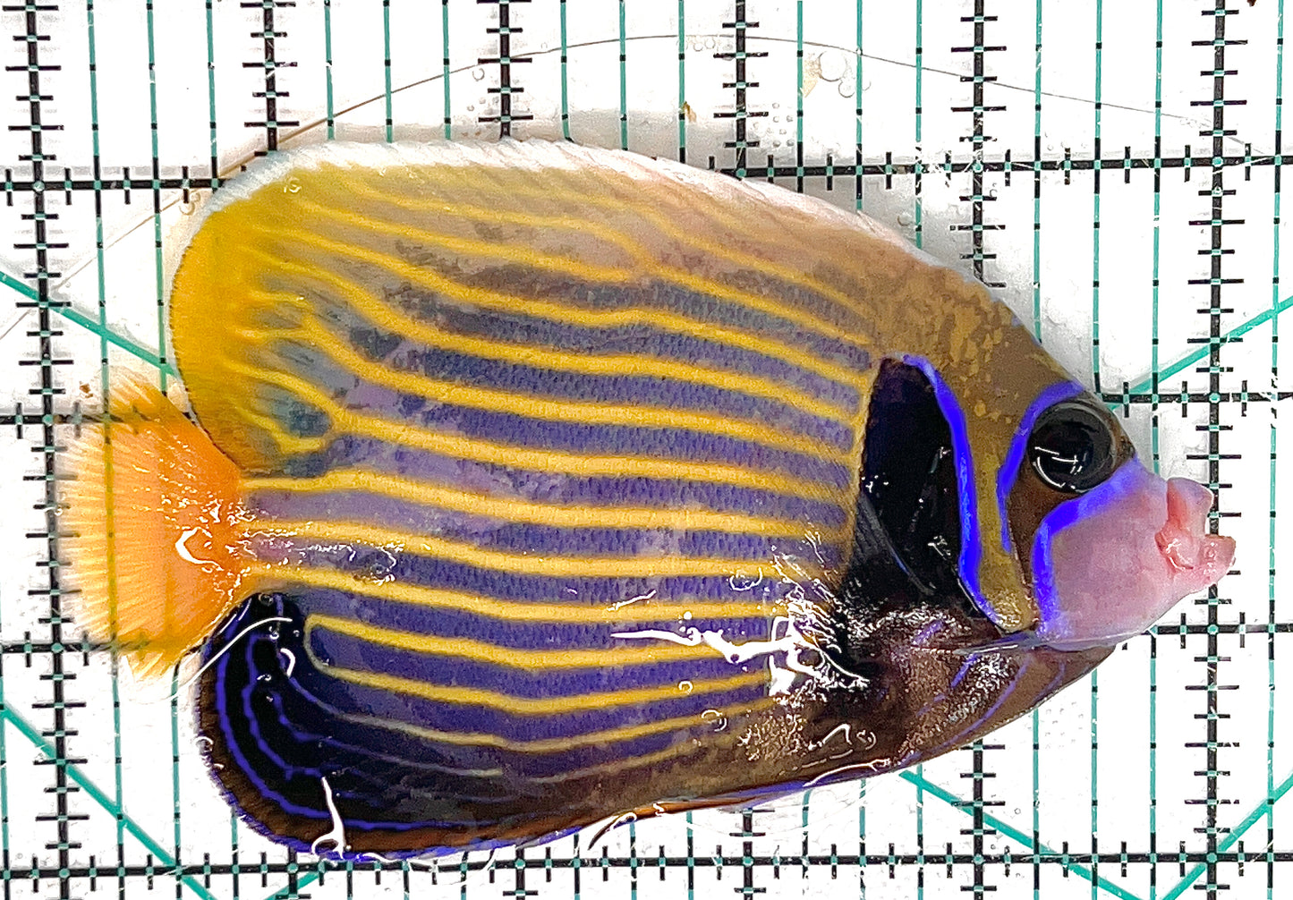 Emperor Angelfish Adult EAA050601 WYSIWYG Size: ML 5" approx