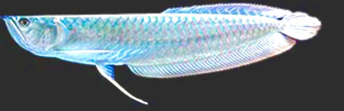 Silver Arowana