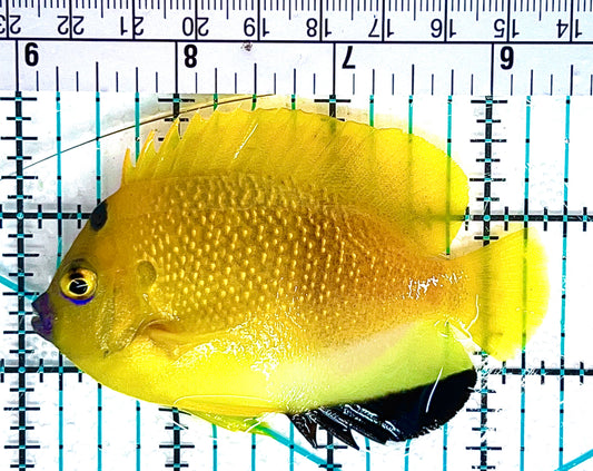 Flagfin Angelfish FA051201 WYSIWYG Size: M 3.5" approx