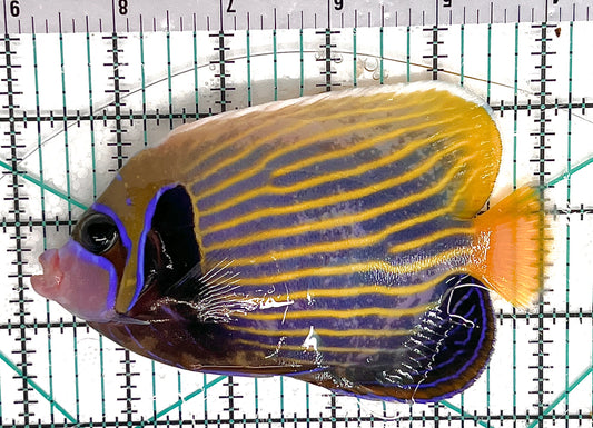 Emperor Angelfish Adult EAA050601 WYSIWYG Size: ML 5" approx