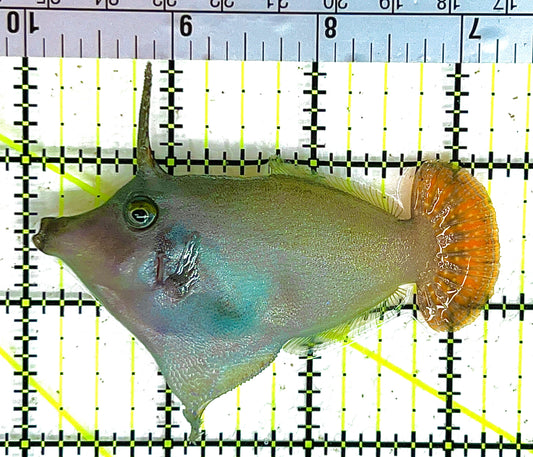 Red Tail Filefish RTF042801 WYSIWYG Size: L 3.25" approx