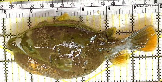Yellow Belly Dogface Pufferfish YBDP042801 WYSIWYG Size: XL 6" approx
