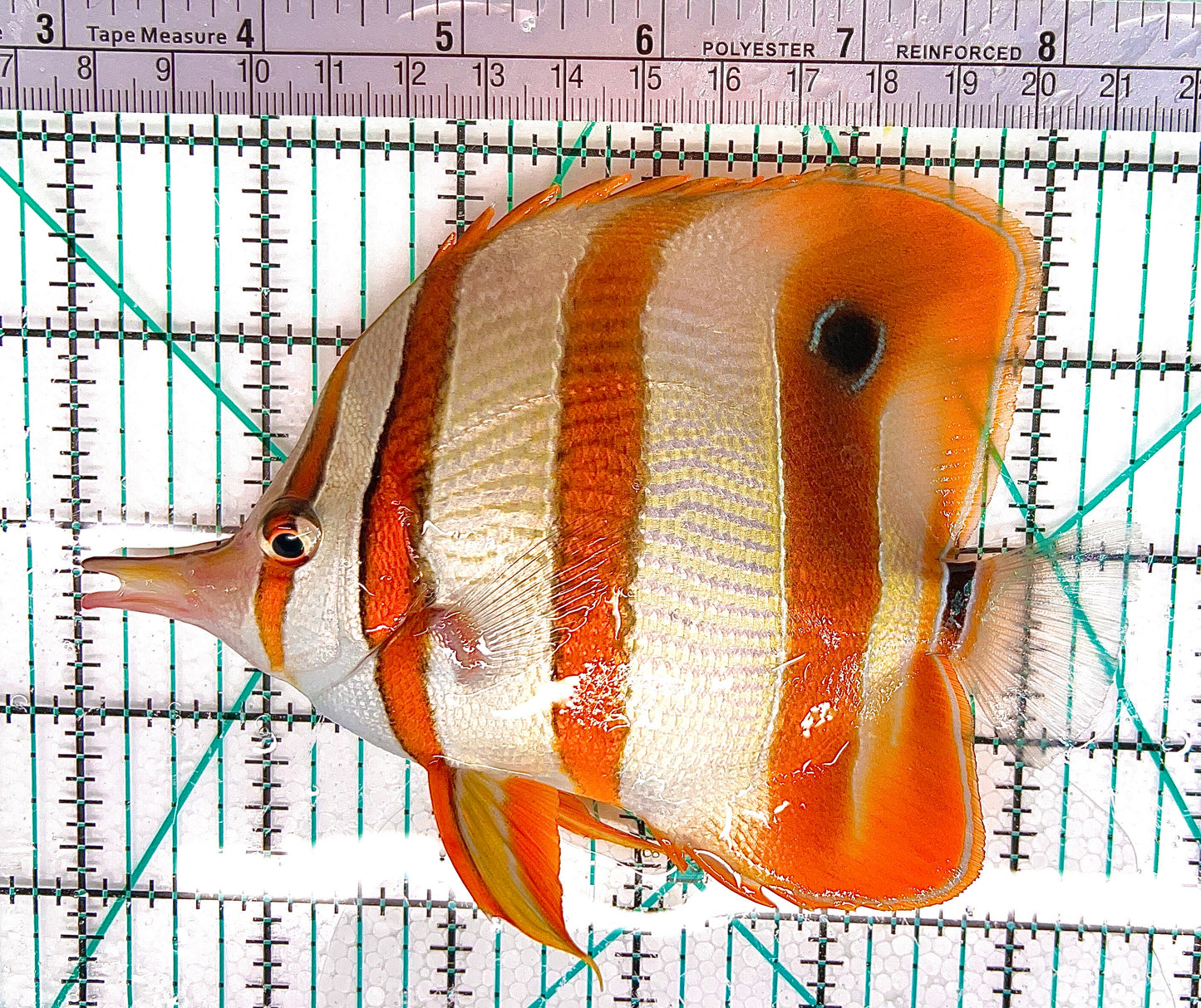 Copperband Butterflyfish CB050603 WYSIWYG Size: XL 5.5" approx
