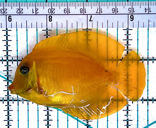 Yellow Mimic Tang YMT051202 WYSIWYG Size: M 3.5" approx