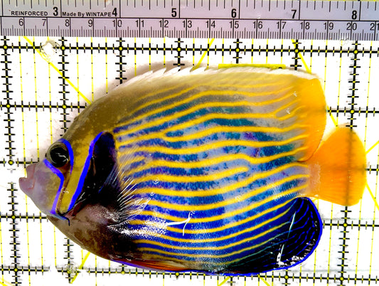 Emperor Angelfish Adult EAA042403 WYSIWYG Size: L 6.25" approx