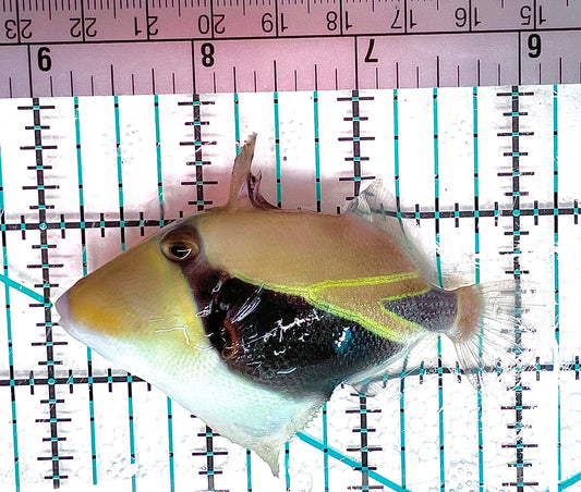 Rectangle Triggerfish RT050601 WYSIWYG Size: ML 3" approx