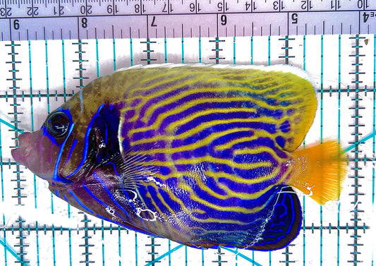 Emperor Angelfish Adult EAA051202 WYSIWYG Size: ML 5" approx