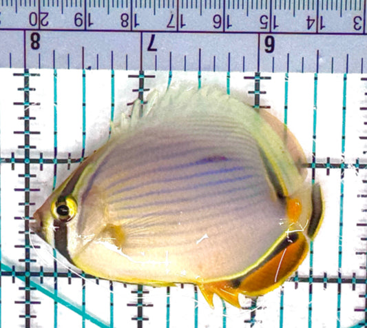 Melon Butterflyfish MB051101 WYSIWYG Size: M 2.5" approx