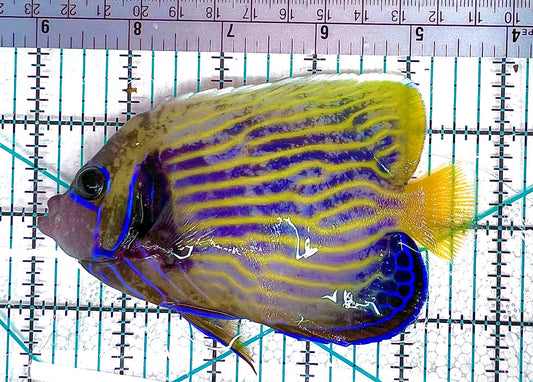 Emperor Angelfish Adult EAA051201 WYSIWYG Size: ML 4.5" approx