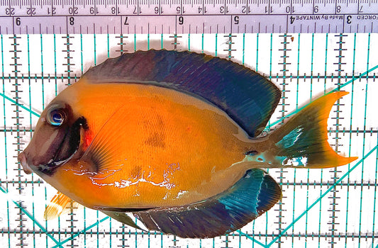 Chocolate Tang (Yellow Mimic when Juvenile) CT051201 WYSIWYG Size: XL 6.25" approx