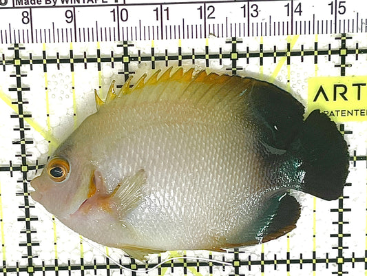 Half Black Vroliki Angelfish HBVA032701 WYSIWYG Size: L 3" approx