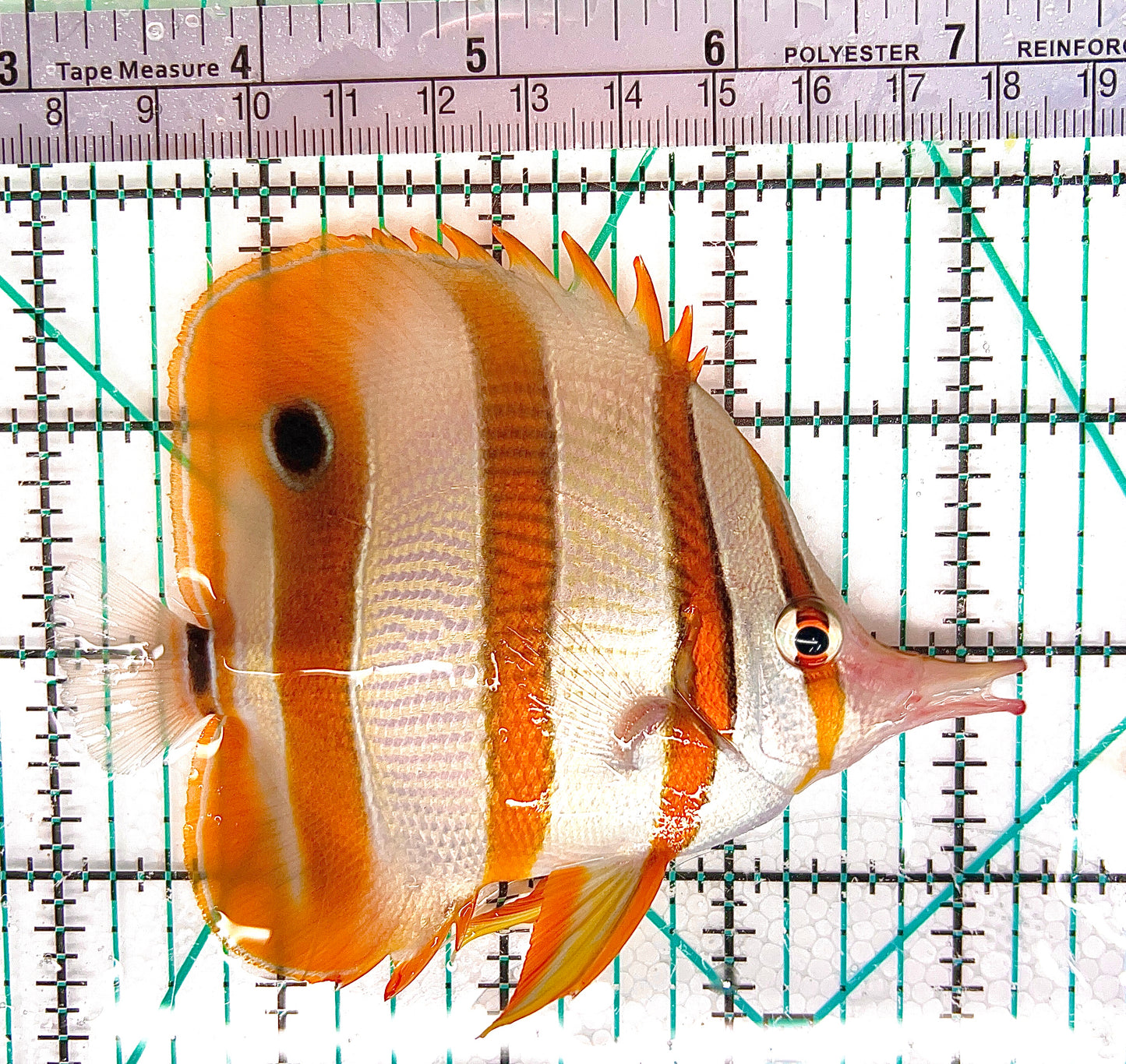 Copperband Butterflyfish CB050602 WYSIWYG Size: L 4.25" approx