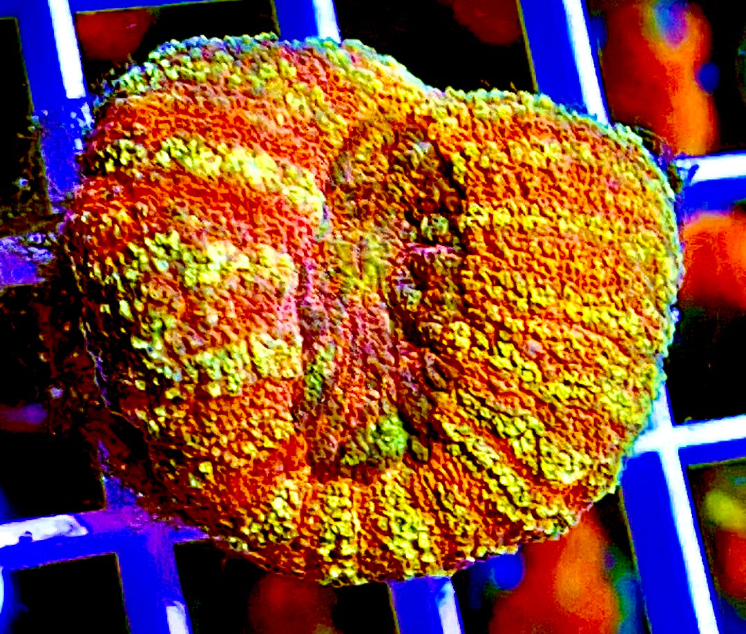 Aussie Hot Assorted Lobophyllia Size: L 1" to 2" Frag - Violet Aquarium 