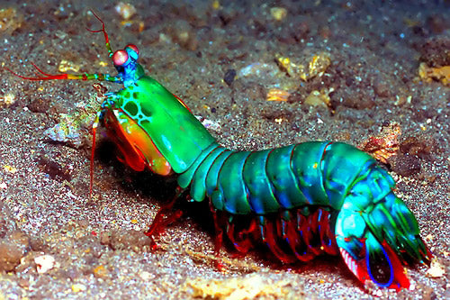 Mantis Shrimp Size : L 3" to 4"