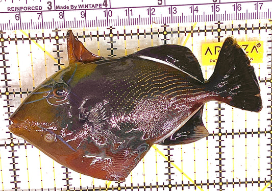 Black Triggerfish BT041302 WYSIWYG Size: XL 5" approx