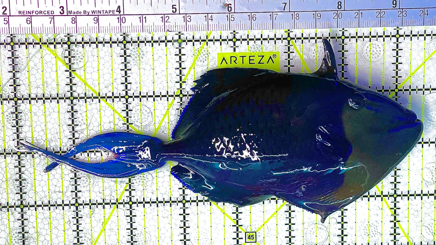 Niger Triggerfish NT020601 WYSIWYG Size: XL 7" approx