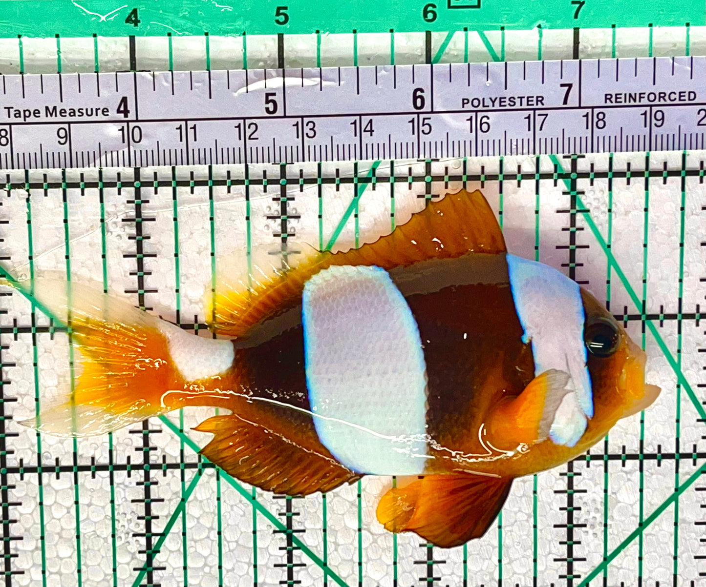 Rare Madagascar Clownfish (Amphiprion latifasciatus Wild Caught) RMC010117 WYSIWYG Size: Male 3" and Female 4.25" . Price is for a Pair. - Violet Aquarium 