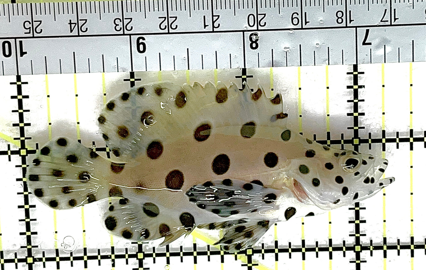 Panther Grouper PG021901 WYSIWYG Size: M 3.5" approx