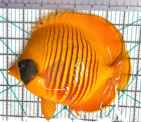 Golden Butterflyfish GB050601 WYSIWYG Size: XXL 7.75" approx