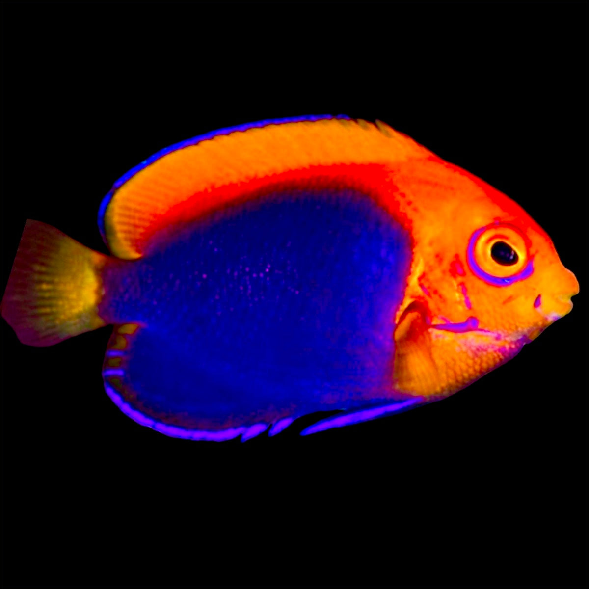 Flameback Angelfish (Africa) - Violet Aquarium 