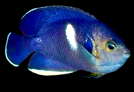 Keyhole Angelfish Size: S 1.5" to 2"