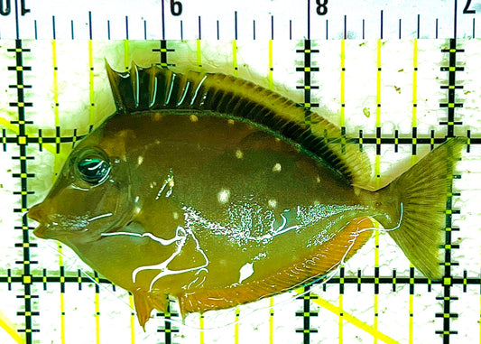 Naso Tang NT042804 WYSIWYG Size: M 3" approx