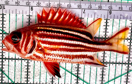 White Stripe Red Soldier Fish WSRSF011701 WYSIWYG Size: L 5" approx
