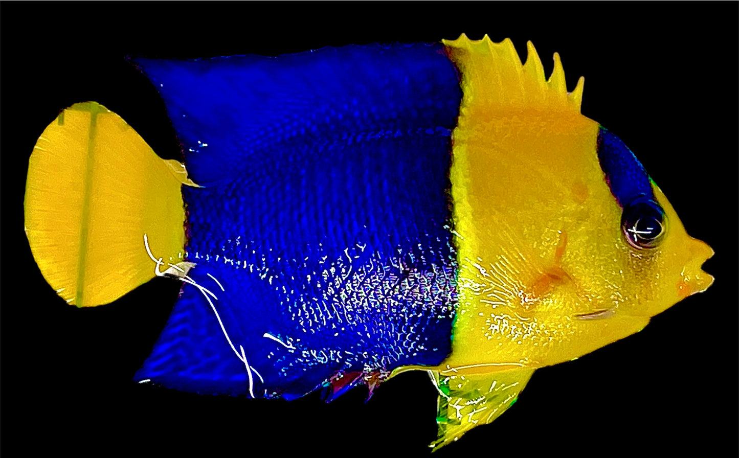 Bicolor Angelfish (Tonga)  Size: M 2" to 2.5"