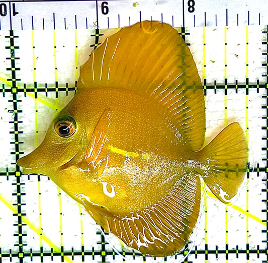 Rare Hybrid Yellow Mimic Scopas Tang RHYMST042802 WYSIWYG Size: M 2.75" approx