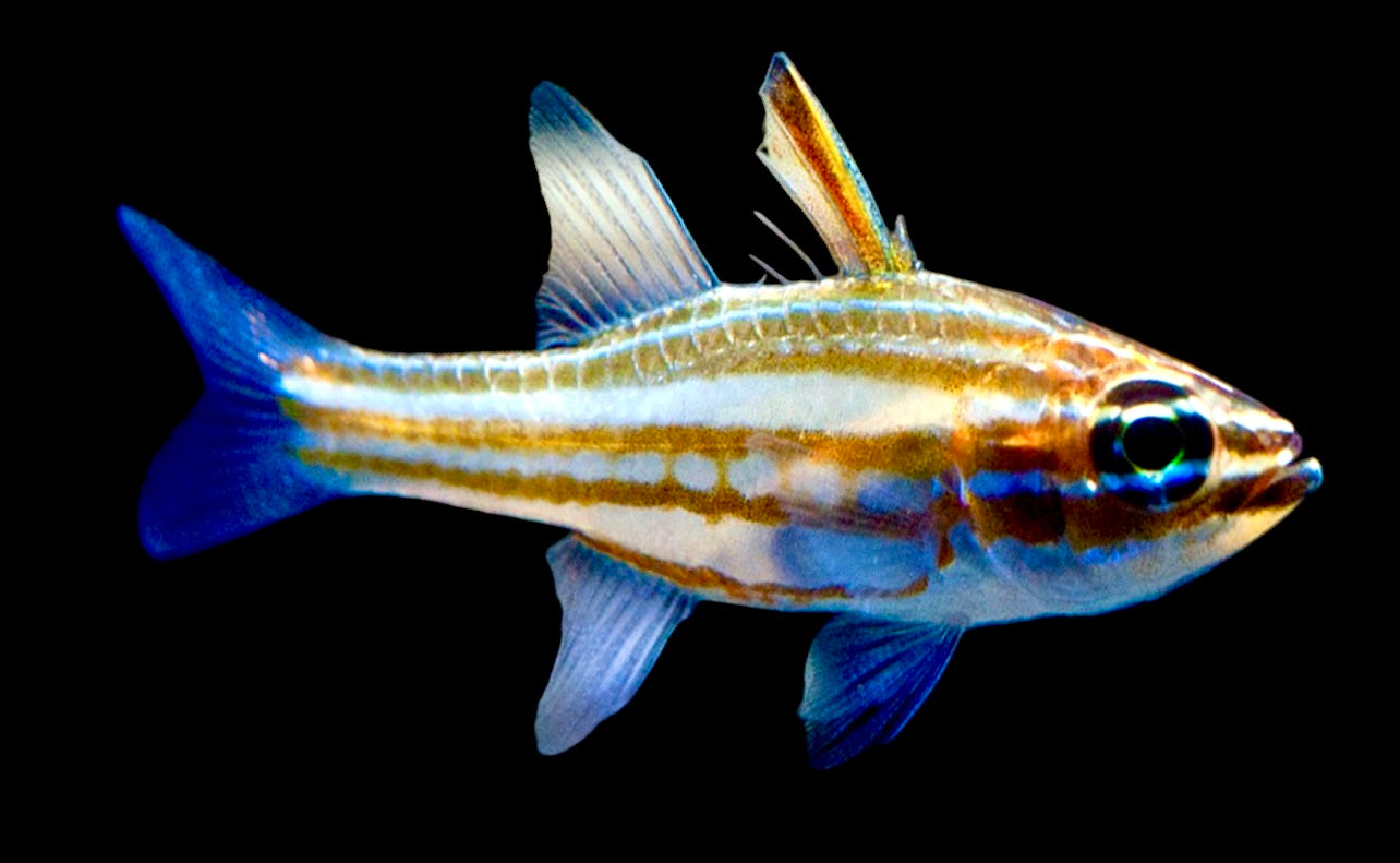 Assorted Cardinal Fish Cardinal Fish – Violet Aquarium