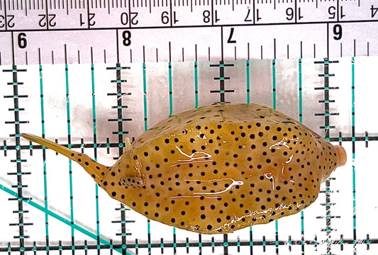Yellow Polka Dot Boxfish YPDB051202 WYSIWYG Size: L 3.5" approx