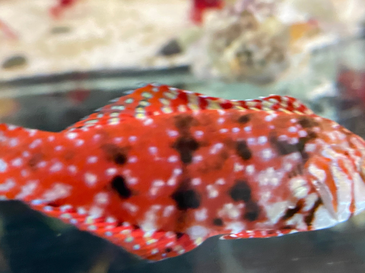 Female Mauritius Jewel Leopard Wrasse (Rare) Size: L 2" to 2.5"