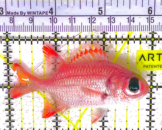 Red Soldier Fish RSF032701 WYSIWYG Size: M 3" approx