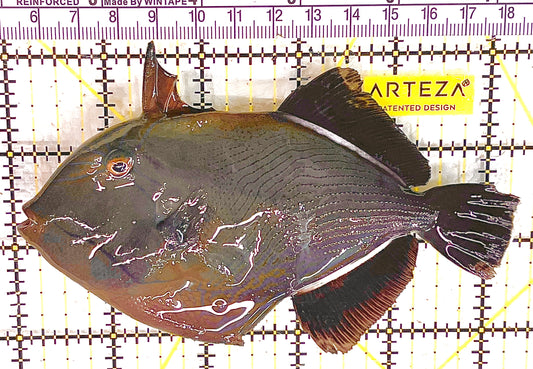 Black Triggerfish BT041301 WYSIWYG Size: XL 5.25" approx