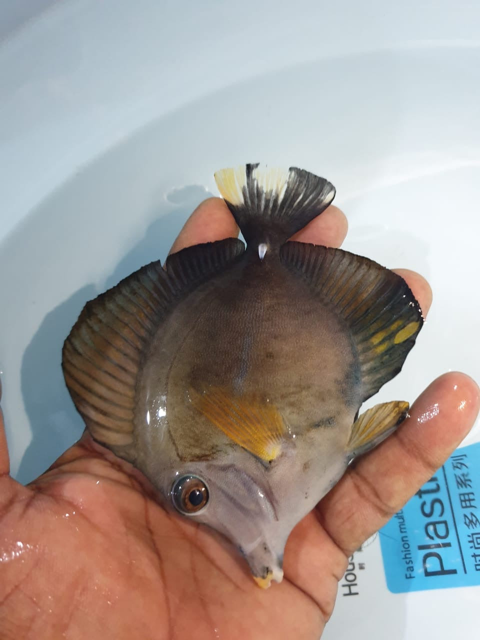 Calico Tricolor Scopas Tang Size: S 2" to 3"