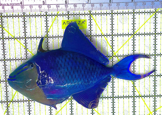 Niger Triggerfish NT020603 WYSIWYG Size: XL 7" approx