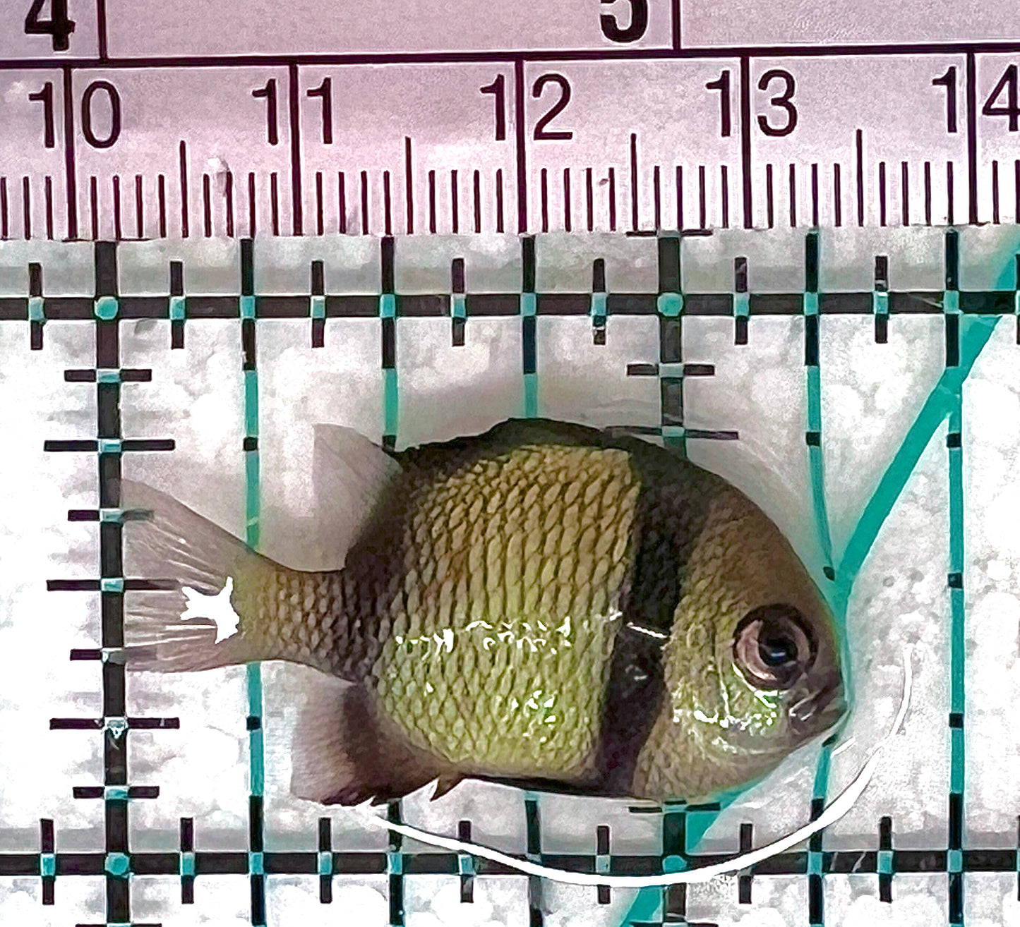 Two Stripe Damselfish TSD050601 WYSIWYG Size: S 1.25" approx