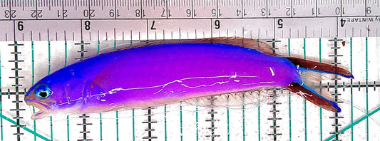 Purple Tilefish PT051201 WYSIWYG Size: L 5" approx