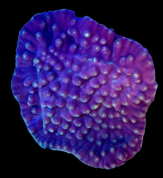 Yellow Cup Coral YCC031702 WYSIWYG Size: 3" X 3"