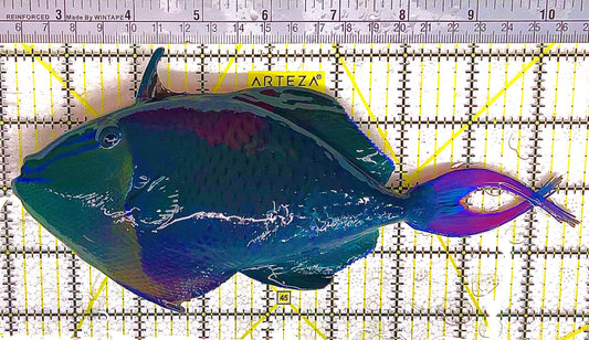 Niger Triggerfish NT033101 WYSIWYG Size: XL 8.5" approx