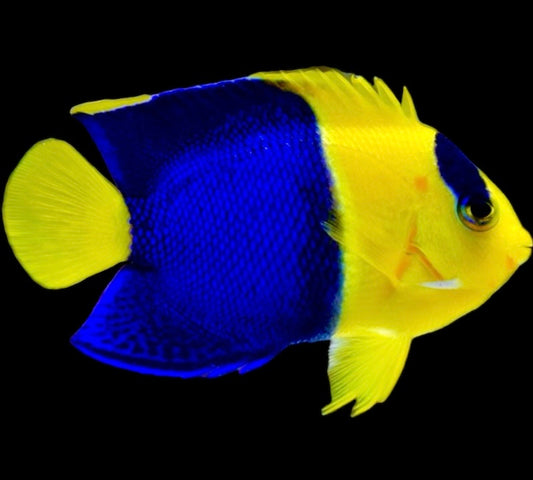 Bicolor Angelfish (Tonga)  Size: XL 3" to 3.5"