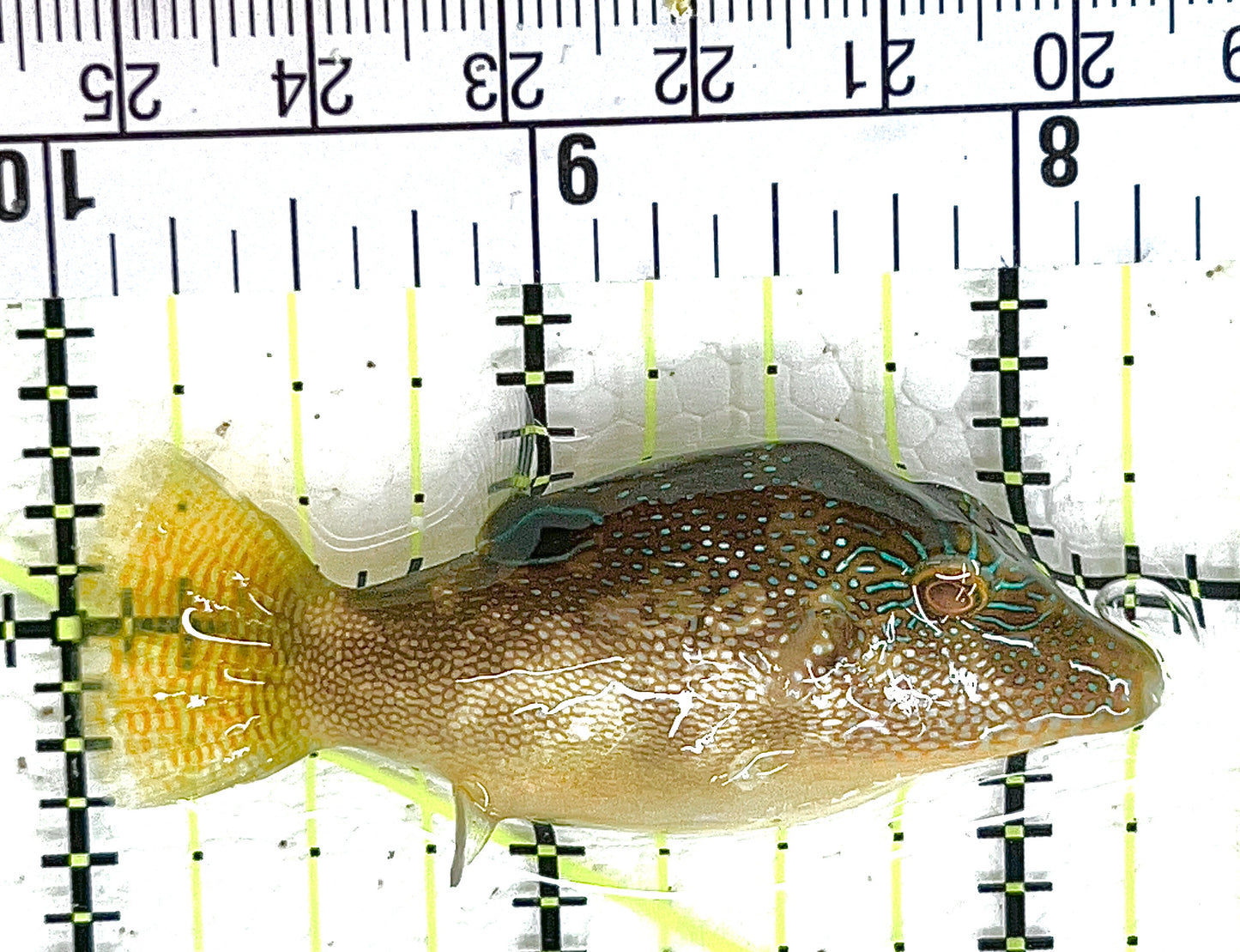 Sharpnose Toby Pufferfish STP042801 WYSIWYG Size: S 2.25" approx