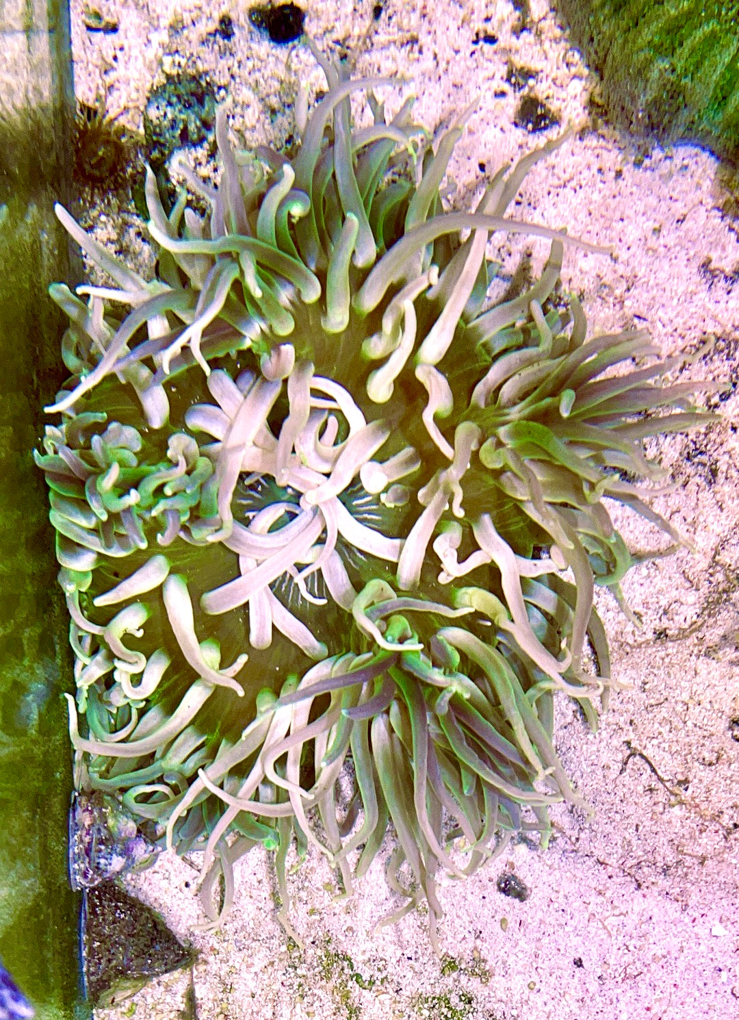 Long Tentacle Anemone Size ML: 5" to 7 "