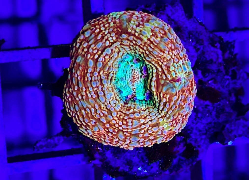 VA Cotton Candy Acan Bowerbanki Size: L 1" to 2" Frag - Violet Aquarium 